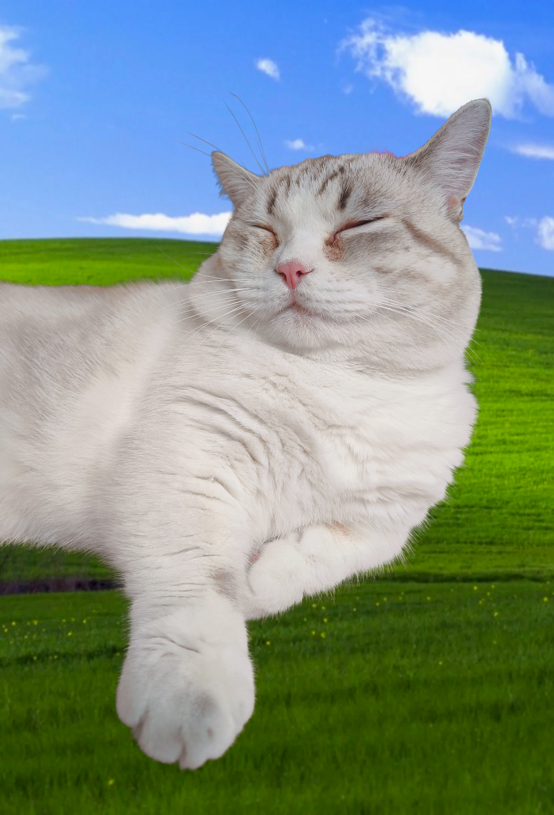Muffin the cat